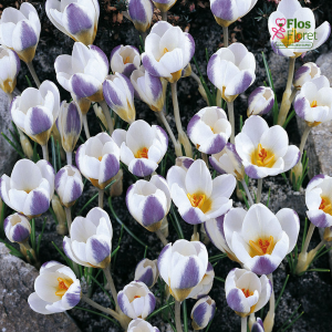 Krokuss - Blue bird chrysanthus