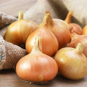 Sīksīpoli rudenim - SENSHYU YELLOW    