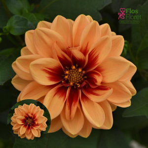 K41. Dārza dālija - Garden Ravi