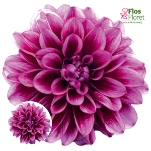 K43. Dārza dālija - Garden Amal