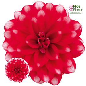 K44. Dārza dālija - Garden Nanda