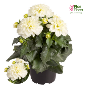 K47. Dārza dālija - Midi Santorini