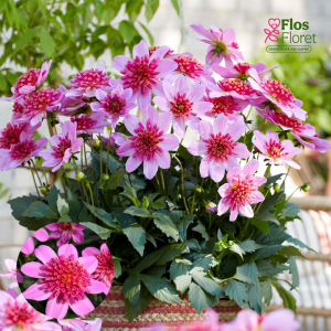 K49. Dārza dālija - Maxi Pink Starburst