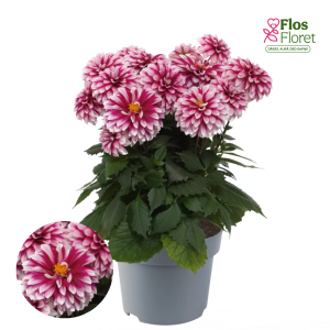 K52. Dārza dālija - Maxi Cherry Glow