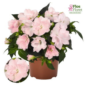 K57. Jaungvinejas balzamīne - Wild Romance Blush Pink