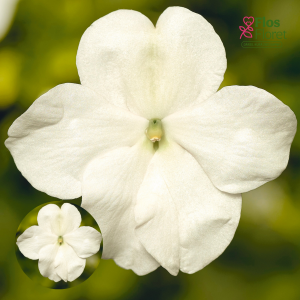 K67. Vallera balzamīne - Anniņas - Vitara White