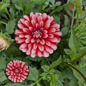 K38. Dārza dālija - Garden Indira