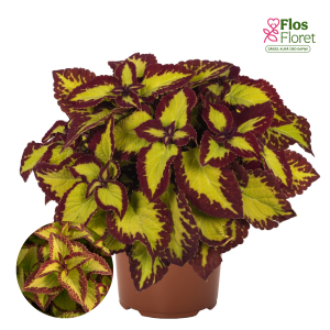 M78. Skaistnātrītes - Stained Glassworks Velvet