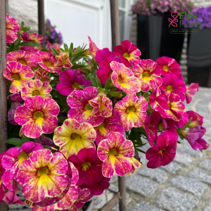 H46. Kalibrahoja - Chameleon Pink Splash Improved