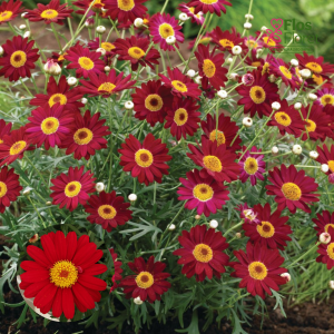 M80. Krūmveida argirantēma - Aramis Classic Red