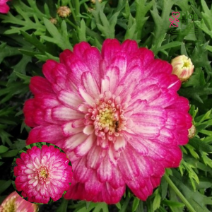 M81. Krūmveida argirantēma - Aramis Double Strawberry Cream