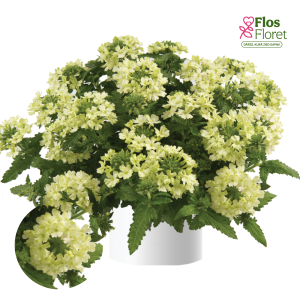 K82. Hibrīdā verbena - Vanessa Compact Lime