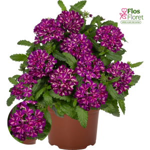 K83. Hibrīdā verbena - Empress Flair Blue Star