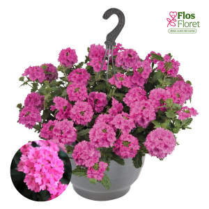 K84. Hibrīdā verbena - Empress Sun Pink