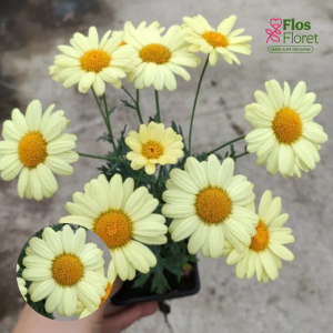 M84. Krūmveida argirantēma - Aramis Lemon