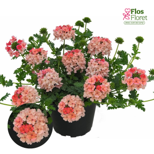 K86. Hibrīdā verbena - Vepita Peach 2025