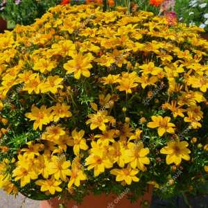 M87. Ferullapu sunītis - Interceptor