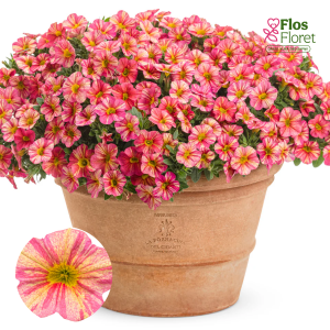 H52. Kalibrahoja - Tropical Sunrise