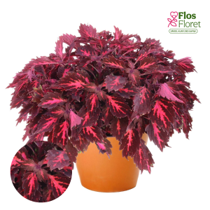 M69. Skaistnātrītes - Down Town Royalty