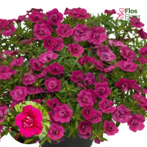 H53. Kalibrahoja - Unique Double Pink