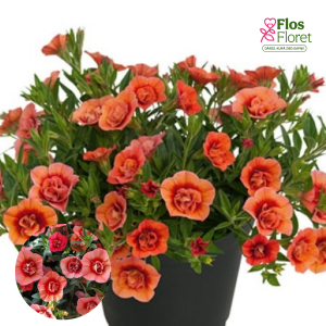 H54. Kalibrahoja - Unique Double Salmon