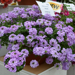 K90. Peru verbena - Vectura Lavender (Nokarena)