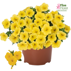 H36. Kalibrahoja - Bloomtastic Yellow