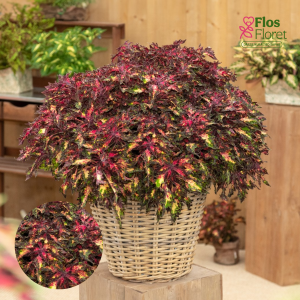 M70. Skaistnātrītes - Down Town Santa Monica