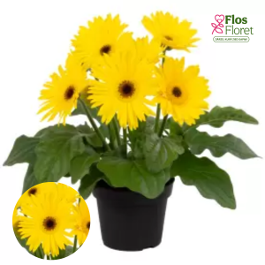 H18. Gerbera - Joybera Yellow