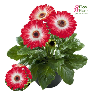 H20. Gerbera - Flori Line Maxi Eyecatcher red