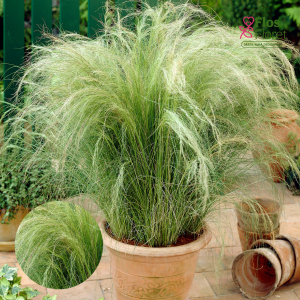 M100. Tievā stepjulīga - Pony Tails