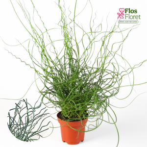 O1. Diegveida donis - Spiralis	Jaunstāds