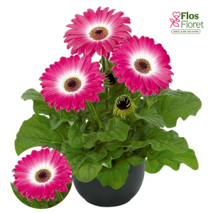 H22. Gerbera - Flori Line Maxi Eyecatcher Purple