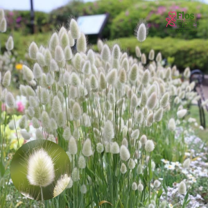 O2. Bunny Tails - Bunny Tails