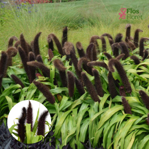 O3. Zilganzaļā sarzāle - Jade Princess