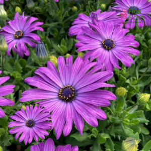 M10. Akmeņsēkle - FlowerPower Blue-OSTEOSPERMUM