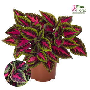 M71. Skaistnātrītes - Main Street Ruby Road