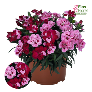 H75. Puķu maisījums - Confetti Garden Multicolor Paso