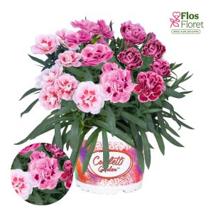 H77. Puķu maisījums - Confetti Garden Trio Blues