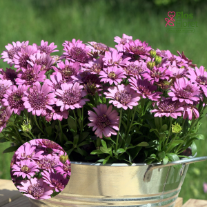 M13. Akmeņsēkle - 3D Deep Pink