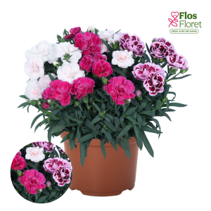 H78. Puķu maisījums - Confetti Garden Trio Salsa