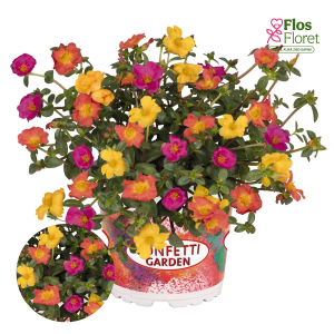 H82. Puķu maisījums - Confetti Garden Cupcake Smarty Party