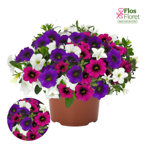 H83. Puķu maisījums - Confetti Garden Hawaiian Butterfly