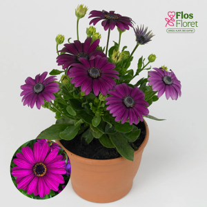 M21. Akmeņsēkle - Margarita Purple