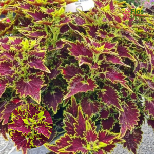 M72. Skaistnātrītes - Main Street Bourbon Street