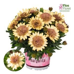 M24. Akmeņsēkle - Margarita Double Yellow