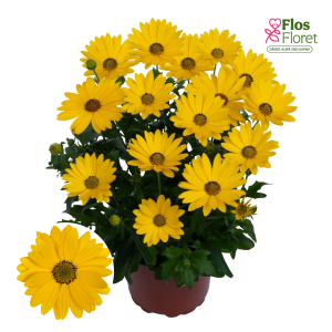 M25. Akmeņsēkle - Margarita Plus Yellow