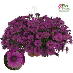 M27. Akmeņsēkle - Erato Basket Purple