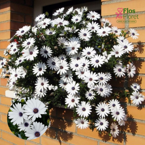 M28. Akmeņsēkle - Erato Basket Pure White