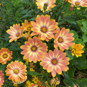 M29. Akmeņsēkle - Erato Basket Sunrise